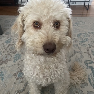 Fundraising Page: Helen Rome